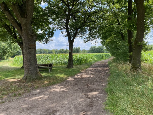 Hohe Ward