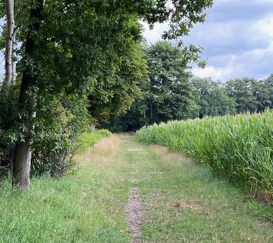 Lienen