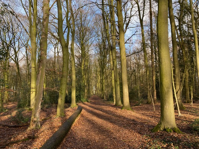 Vortlage