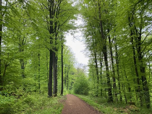 Hasbergen