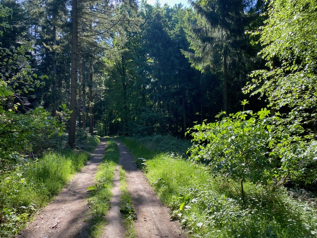 Baumberge